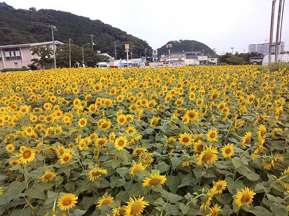 고이비토 미사키 펜션 마린 메이츠 이즈 외부 사진